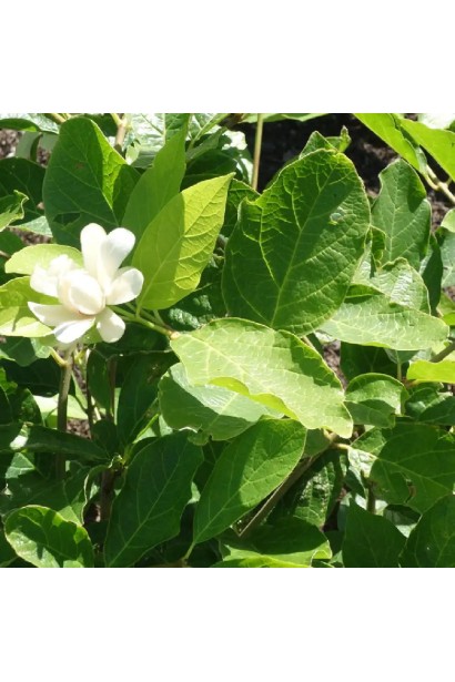 Calycanthus ’Venus’ весною